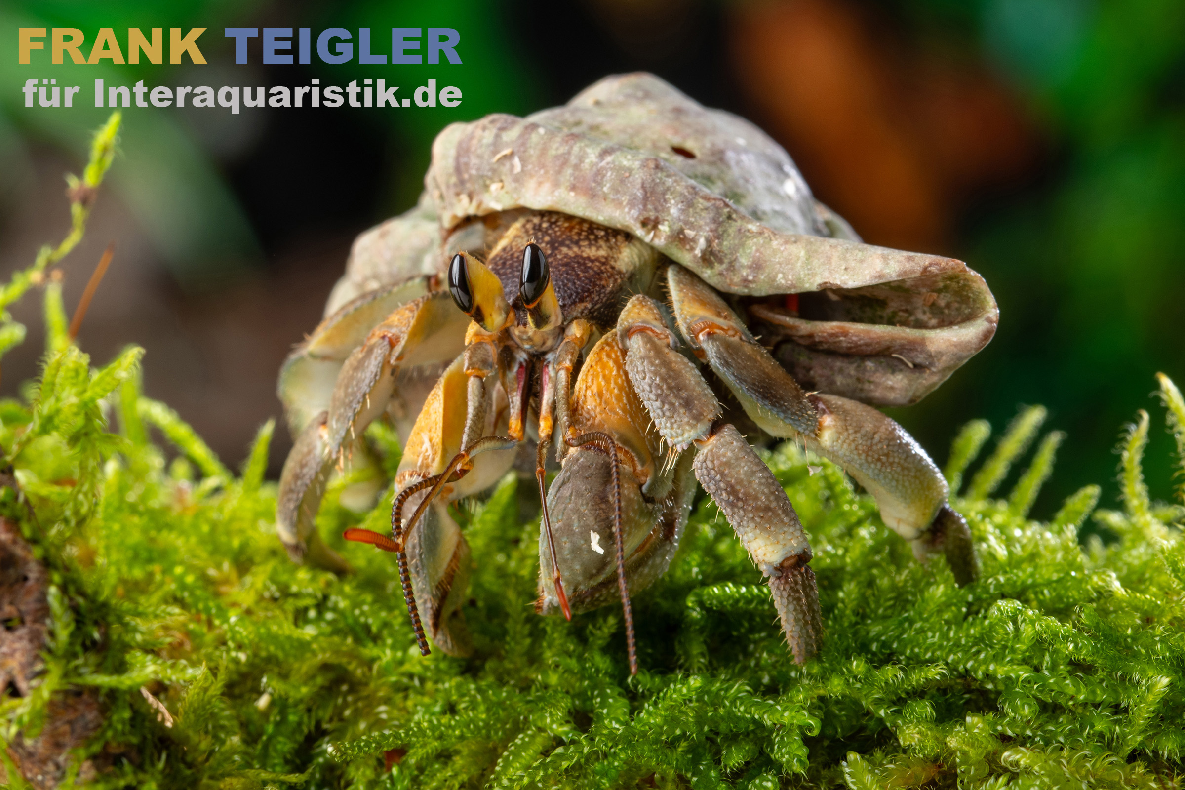 Nahaufnahme eines Einsiedlerkrebses auf grünem Moos